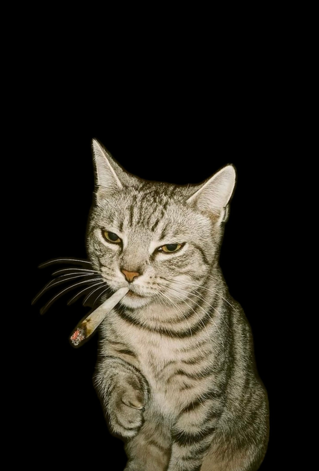 Black AKIDO Drop Shoulder 100% pure cotton graphic t-shirt featuring a realistic smoking cat illustration and “One More Puff” text print on the back in trendy streetwear style.